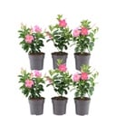 6 x Dipladenia Pink - Mandevilla Pink Ø12 cm - ↕25 cm