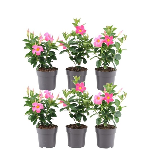 "6 x Dipladenia Pink - Mandevilla Pink Ø12 cm - ↕25 cm image"