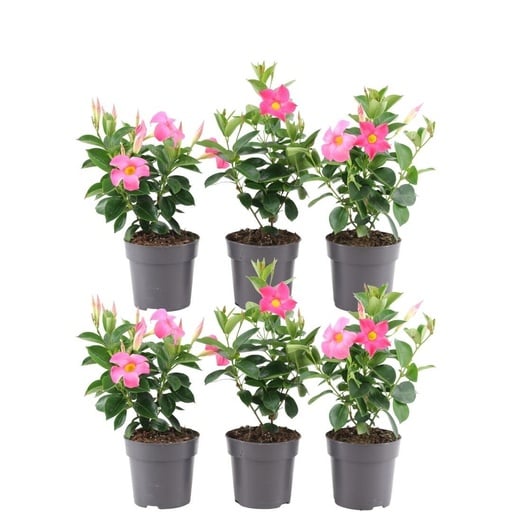 "6 x Dipladenia Rosa - Mandevilla Rosa Ø12 cm - ↕25 cm image"