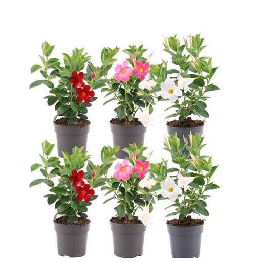 "Dipladenia Mix - 2 x Mandevilla pink - 2 x Mandevilla white - 2 x Mandevilla red Ø12 cm - ↕25 cm image"