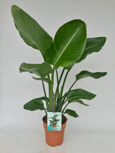 "Baumstrelitzie 'Nicolai' (Strelitzia nicolai) – pflegeleichte Zimmerpflanze, Topf-Ø 19 cm, Höhe ca. 95 cm image"