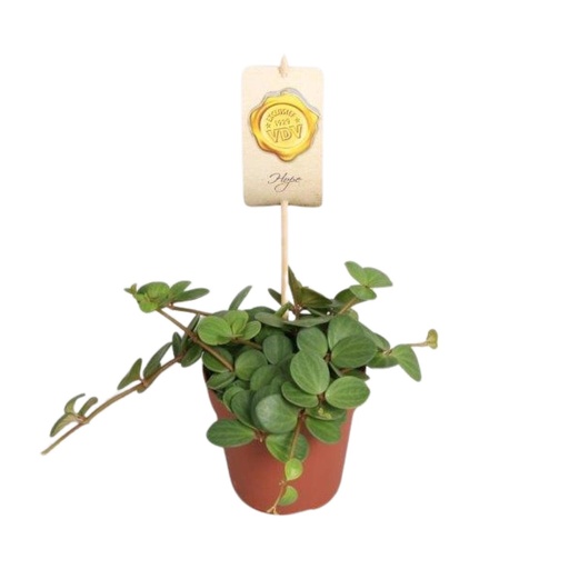 "Peperomia Hope - Ø12cm - ↕15cm image"
