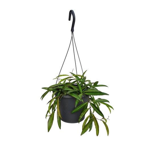 "Hoya Bella - Ø19cm - ↕20cm image"