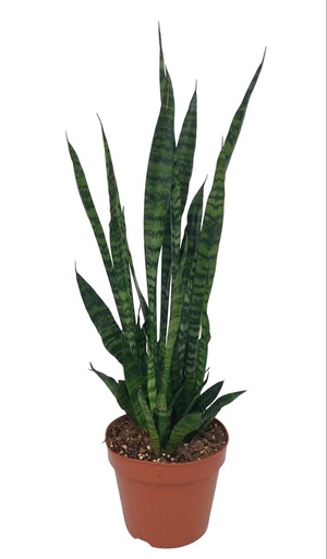"Sansevieria Zeylanica - Ø17cm - ↕75cm image"