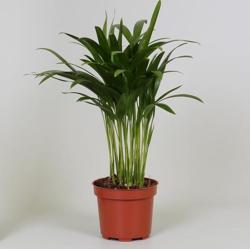 "Goldfruchtpalme (Dypsis lutescens) – pflegeleichte Zimmerpflanze, Topf-Ø 12 cm, Höhe ca. 35 cm image"