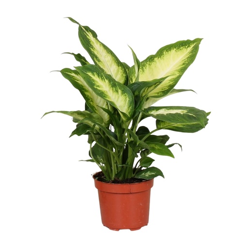 "Dieffenbachie (Dieffenbachia maculata) – pflegeleichte Zimmerpflanze, Topf-Ø 12 cm, Höhe ca. 35 cm image"