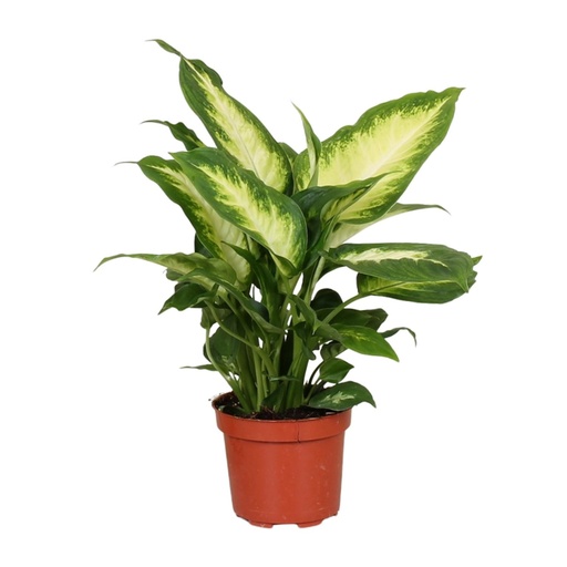 "Dieffenbachie 'Camilla' (Dieffenbachia) – pflegeleichte Zimmerpflanze, Topf-Ø 12 cm, Höhe ca. 35 cm image"