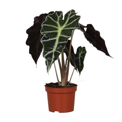 "Amazonas-Pfeilblatt (Alocasia amazonica) – pflegeleichte Zimmerpflanze, Topf-Ø 12 cm, Höhe ca. 30 cm image"