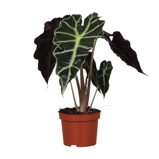 "Amazonas-Alokasie 'Polly' (Alocasia amazonica) – pflegeleichte Zimmerpflanze, Topf-Ø 12 cm, Höhe ca. 30 cm image"