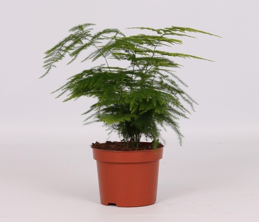 "Asparagus Setaceus - Ø12cm - ↕28cm image"