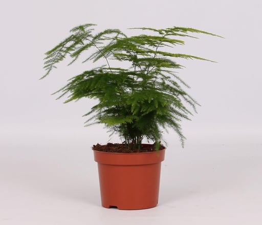 "Farnspargel (Asparagus setaceus) – pflegeleichte Zimmerpflanze, Topf-Ø 12 cm, Höhe ca. 28 cm image"