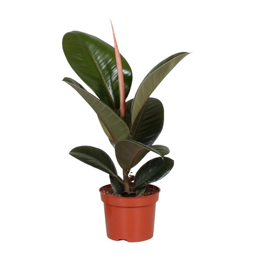 "Ficus Elastica Robusta - Ø12cm - ↕35cm image"