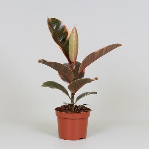 "Gummibaum (Ficus elastica) – pflegeleichte Zimmerpflanze, Topf-Ø 12 cm, Höhe ca. 30 cm image"