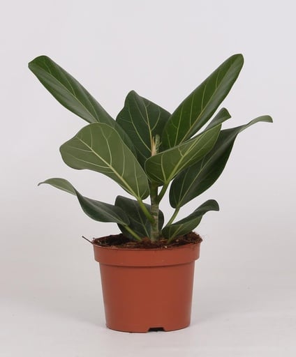 "Ficus Bengalensis - Ø12cm - ↕25cm image"
