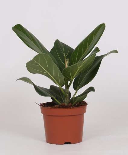 "Ficus Bengalensis - Ø12cm - ↕25cm image"