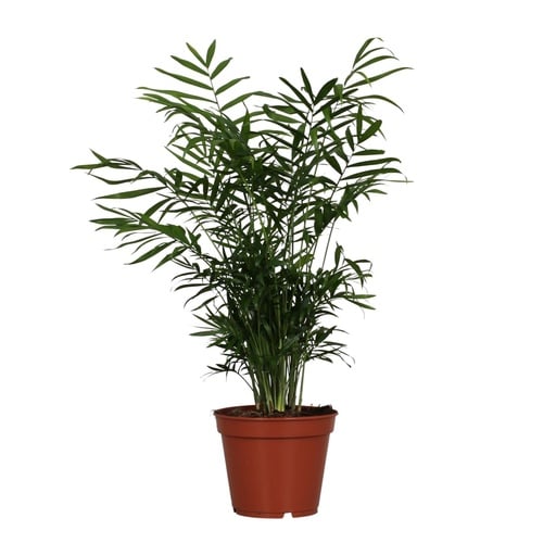"Chamaedorea Elegans - Ø17cm - ↕55cm image"