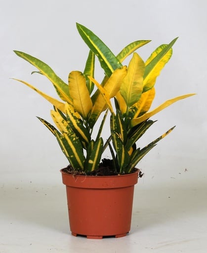 "Croton Sunny Star - Ø12cm - ↕30cm image"