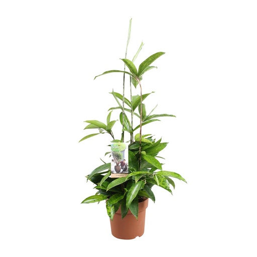 "Dracaena Surculosa - Ø17cm - ↕55cm image"