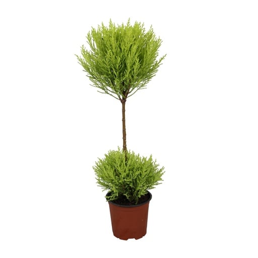 "Cupressus Goldcrest Wilma - Ø14cm - ↕60cm image"
