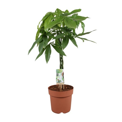 "Pachira Aquatica - Ø21cm - ↕90cm image"