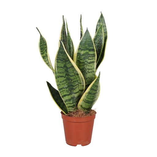 "Sansevieria Trifasciata Futura Superba - Ø12cm - ↕40cm image"