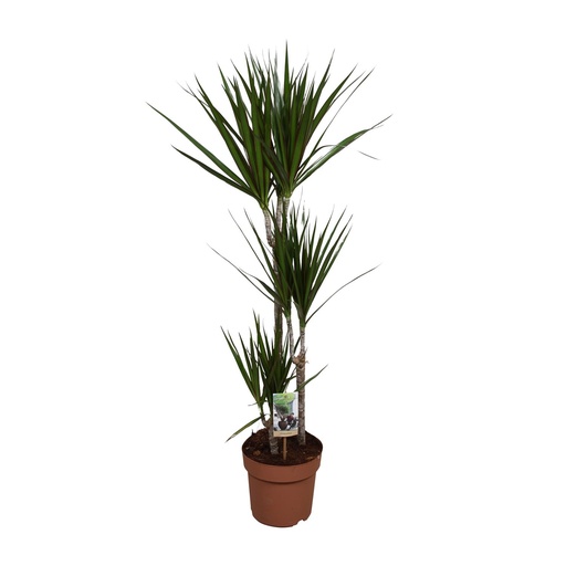 "Dracaena Marginata - Ø21cm - ↕120cm image"