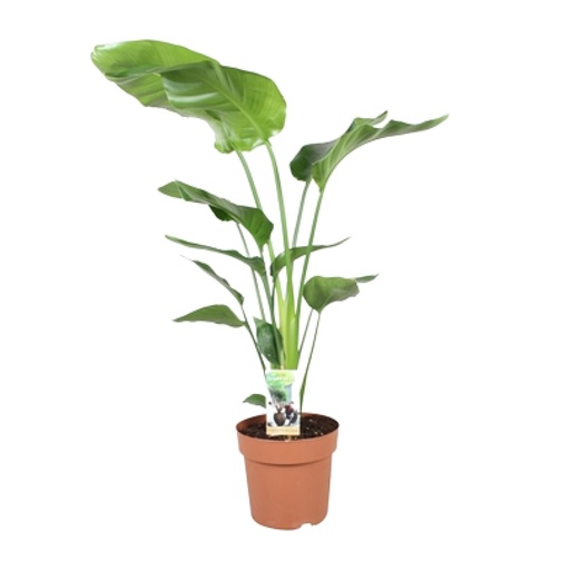 "Baumstrelitzie 'Nicolai' (Strelitzia nicolai) – pflegeleichte Zimmerpflanze, Topf-Ø 21 cm, Höhe ca. 90 cm image"