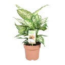 Dieffenbachia Compacta - Ø17cm - ↕45cm
