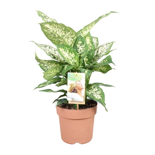 "Dieffenbachia Compacta - Ø17cm - ↕45cm image"