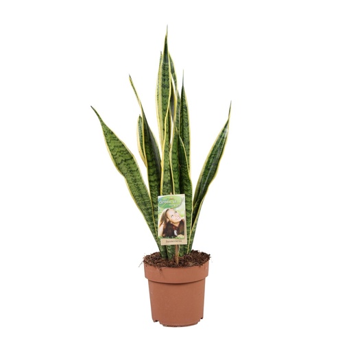 "Bogenhanf (Sansevieria trifasciata) – pflegeleichte Zimmerpflanze, Topf-Ø 17 cm, Höhe ca. 60 cm image"