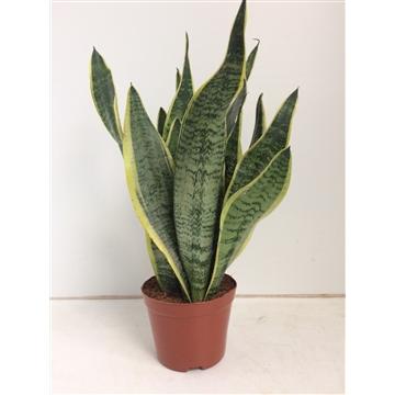 "Bogenhanf (Sansevieria trifasciata) – pflegeleichte Zimmerpflanze, Topf-Ø 14 cm, Höhe ca. 40 cm image"