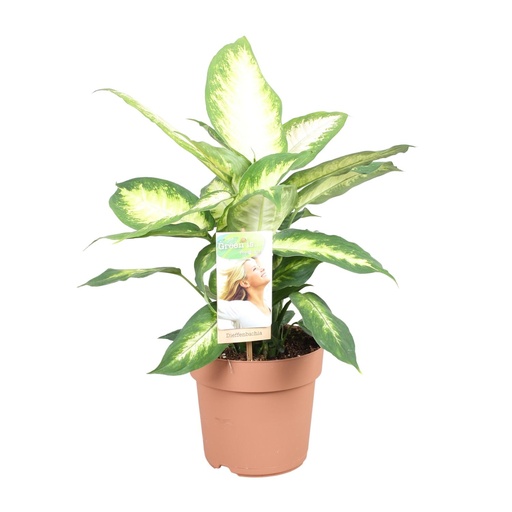 "Dieffenbachia Camilla - Ø17cm - ↕45cm image"