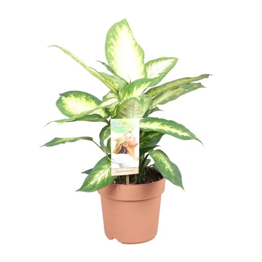 "Dieffenbachie (Dieffenbachia maculata) – pflegeleichte Zimmerpflanze, Topf-Ø 17 cm, Höhe ca. 45 cm image"