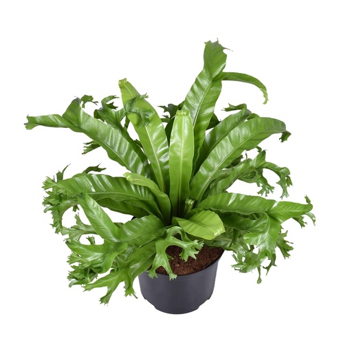 "Asplenium Nidus Crissie - Ø23cm - ↕55cm image"