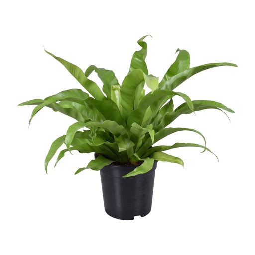 "Asplenium Antiquum - Ø17cm - ↕45cm image"