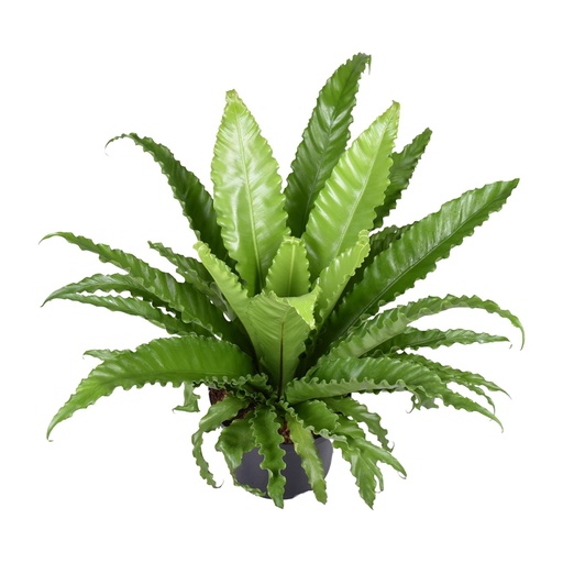 "Nestfarn (Asplenium antiquum) – pflegeleichte Zimmerpflanze, Topf-Ø 23 cm, Höhe ca. 60 cm image"