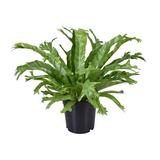 "Nestfarn (Asplenium nidus) – pflegeleichte Zimmerpflanze, Topf-Ø 17 cm, Höhe ca. 40 cm image"