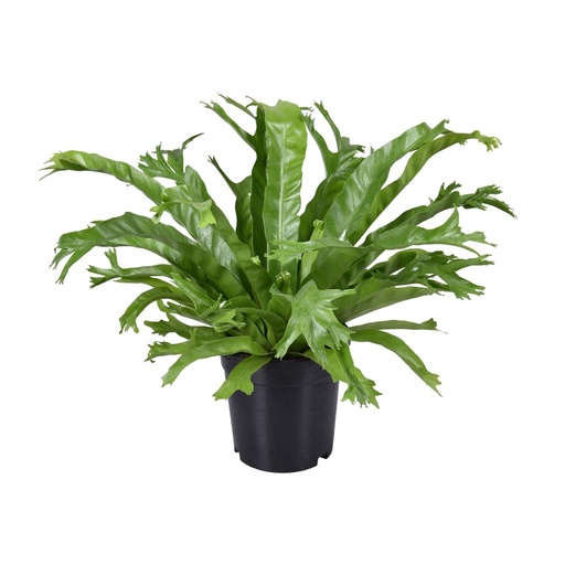 "Nestfarn 'Crissie' (Asplenium nidus) – pflegeleichte Zimmerpflanze, Topf-Ø 17 cm, Höhe ca. 40 cm image"
