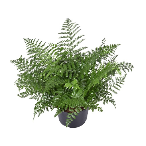 "Asplenium Parvati - Ø23cm - ↕55cm image"