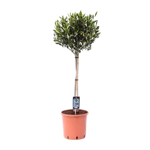 "Olea Olijf - Ø22cm - ↕100cm image"