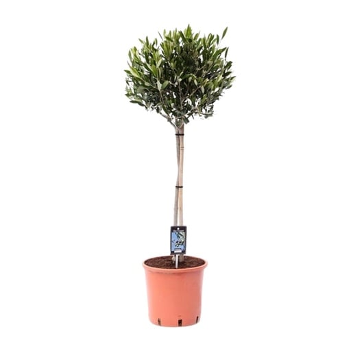"Olea Olive - Ø22cm - ↕100cm image"