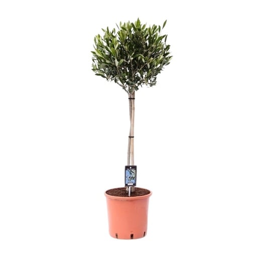 "Olivenbaum (Olea europaea) – mediterraner Kübelbaum, Topf-Ø 22 cm, Höhe ca. 100 cm image"