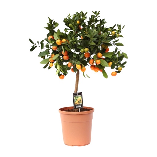 "Citrus Calamondin - Ø22cm - ↕80cm image"