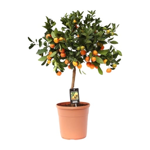 "Citrus Calamondin - Ø22cm - ↕80cm image"