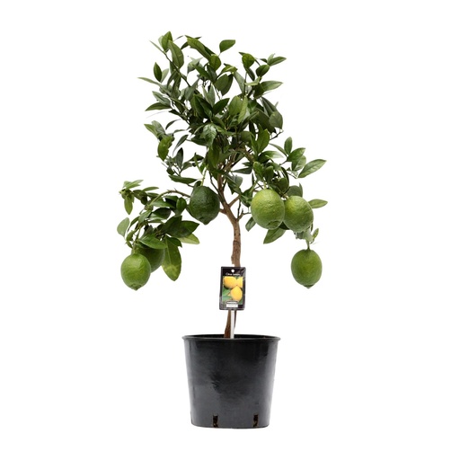 "Citrus Lemon - Ø22cm - ↕80cm image"