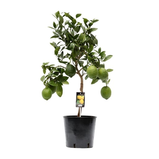 "Zitronenbaum (Citrus limon) – winterharte Kübelpflanze, Topf-Ø 22 cm, Höhe ca. 80 cm image"