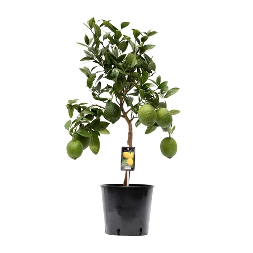 "Zitronenbaum (Citrus limon) – Zitrusgehölz, Topf-Ø 22 cm, Höhe ca. 80 cm image"