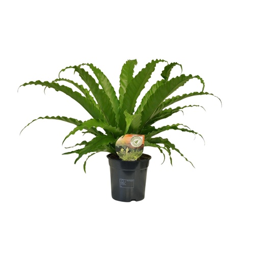 "Asplenium Osaka - Ø17cm - ↕40cm image"