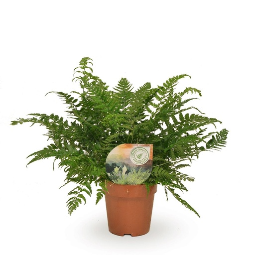 "Filigranfarn (Polystichum tsussimense) – pflegeleichte Zimmerpflanze, Topf-Ø 12 cm, Höhe ca. 30 cm image"