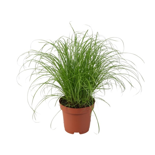 "Cyperus Alternifolius Zumula - Ø12cm - ↕28cm image"